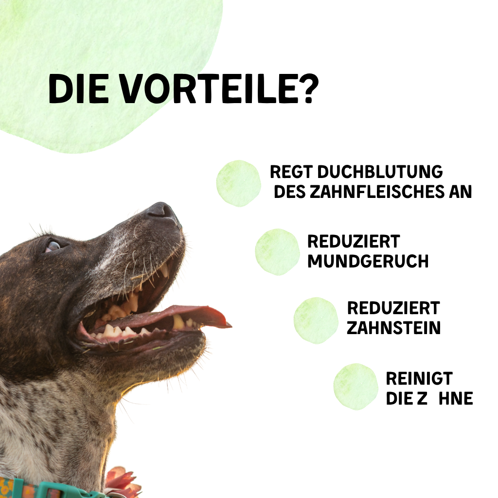 Hafenbeisser - Kaffeholz